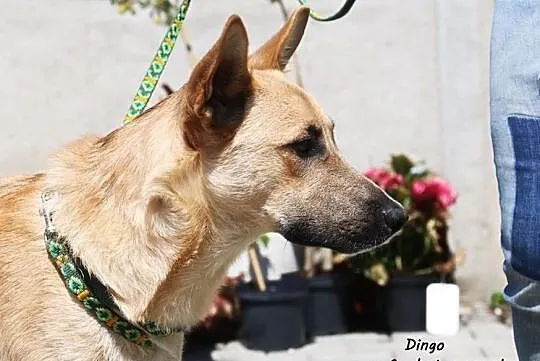 Dingo - wesoły psiak, Mazowieckie, Nowy Dwór Mazowiecki