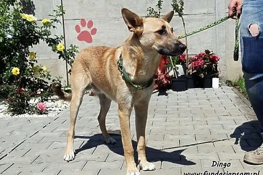 Dingo - wesoły psiak, Mazowieckie, Nowy Dwór Mazowiecki