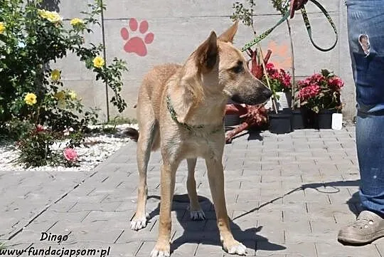 Dingo - wesoły psiak, Mazowieckie, Nowy Dwór Mazowiecki