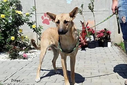 Dingo - wesoły psiak, Mazowieckie, Nowy Dwór Mazowiecki