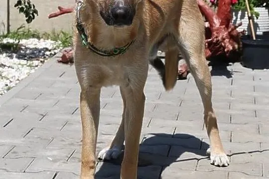 Dingo - wesoły psiak, Mazowieckie, Nowy Dwór Mazowiecki