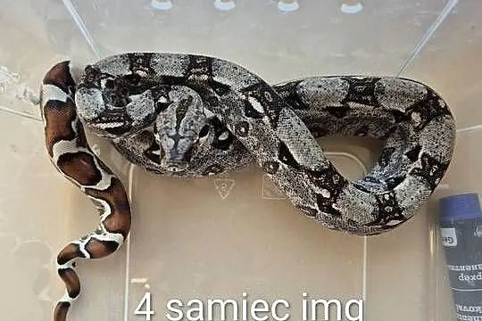 Boa cesarskie IMG, Małopolskie, Lgota