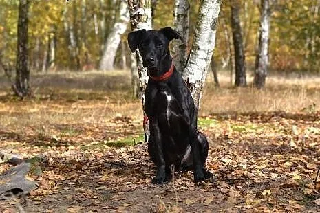 Pokochaj i przygarnij Sułtana ze schroniska,  śląs