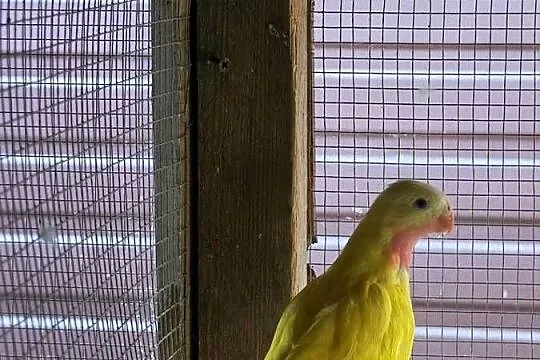 Księżniczki Walii - para, Wielkopolskie, Koninko