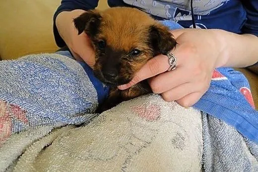 Psie  maluszki szukają domów,  wielkopolskie Piła