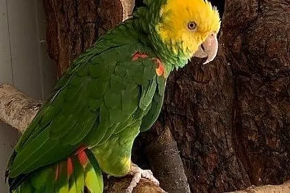 papuga amazonka zółtogardła oratrix para lęgowa sprzedam - zamienię, Rybnik