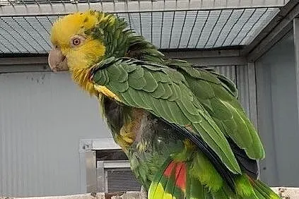 Papuga amazonka zółtogardła oratrix para lęgowa sp, Rybnik