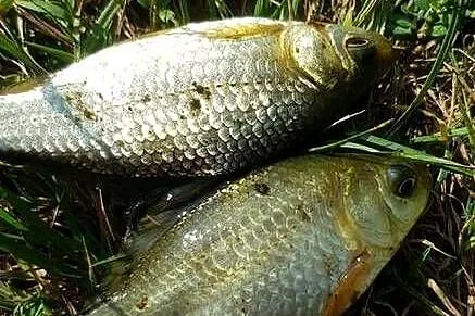 Sprzedam karasia, Podkarpackie, Strzyżów
