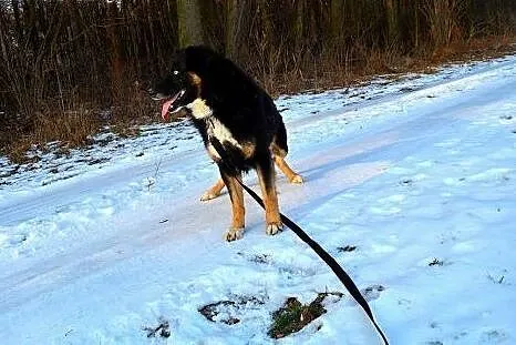 Krabik marzy o cierpliwym i kochającym domku na ca
