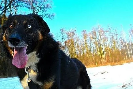 Krabik marzy o cierpliwym i kochającym domku na ca