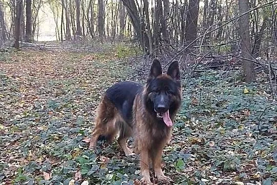 Owczarek Niemiecki, Podkarpackie, Dębica