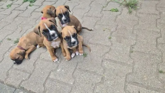 Wspaniałe szczenięta boksera DOSTĘPNE do nowych domów., Zachodniopomorskie, Świnoujście