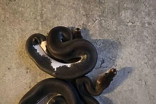 8 ball pyton królewski, Podlaskie, Suwałki