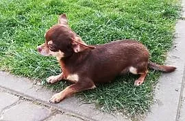 Chihuahua czekoladowa krótkowłosa, Pilzno