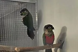Sprzedam papugi