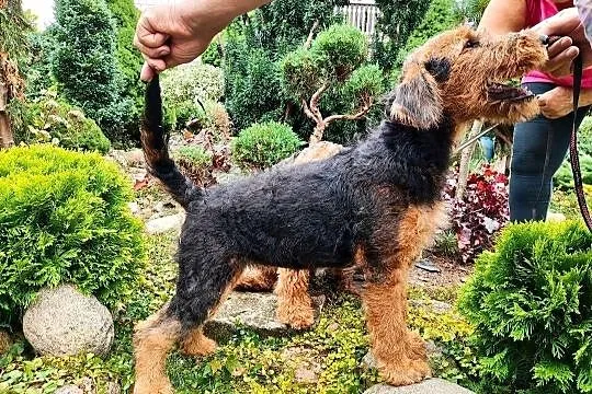 Airedale terrier szczenię, Mazowieckie, Iłża