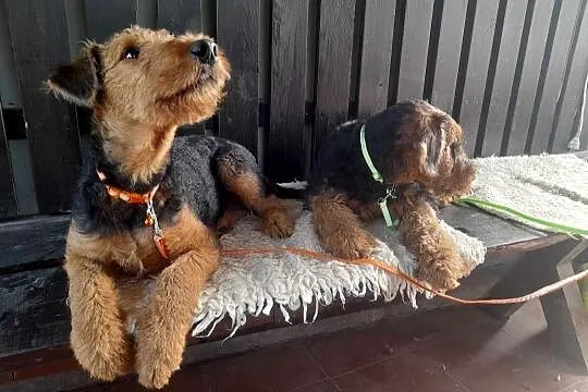 Airedale terrier szczenię, Mazowieckie, Iłża