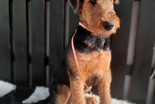 Airedale terrier szczenię, Mazowieckie, Iłża