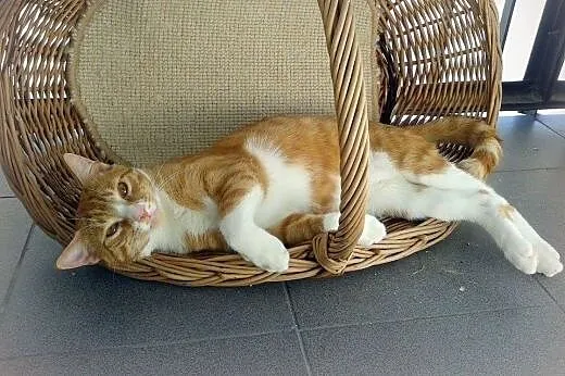 Cudem uratowany rudy urwis ,  mazowieckie Warszawa