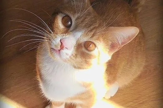 Cudem uratowany rudy urwis ,  mazowieckie Warszawa