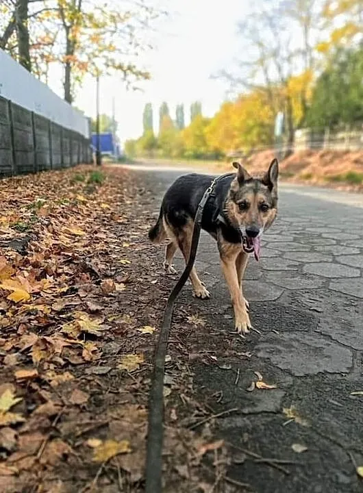 Azalia nadal bez domu..., Łódzkie, Tomaszów Mazowiecki