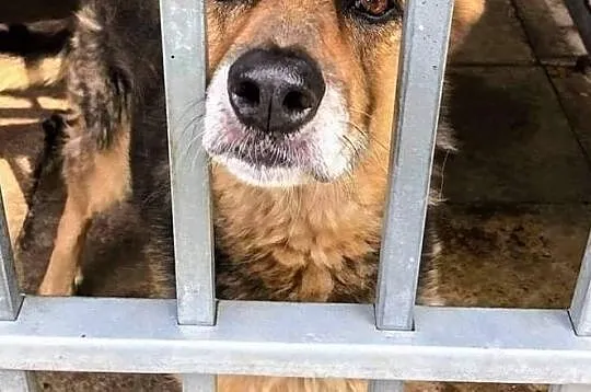 Azalia nadal bez domu..., Łódzkie, Tomaszów Mazowiecki