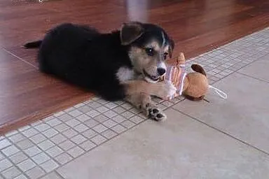Szczeniaczek Bary szuka opiekuna! :-),  mazowieckie Warszawa