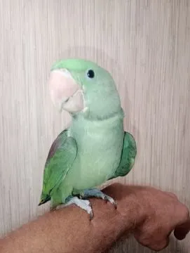 Aleksandretta większa , wielka ręcznie karmiona sprzedam