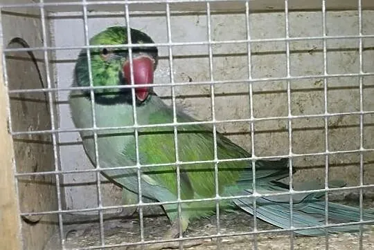 Aleksandretta,Aleksandretty piękny samiec czarna g
