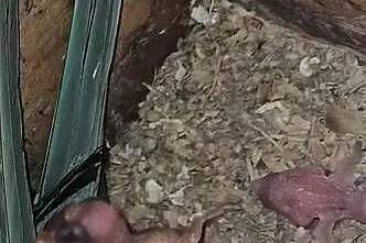 Para lęgowa aleksandrett obrożnych, Wielkopolskie, Kalisz
