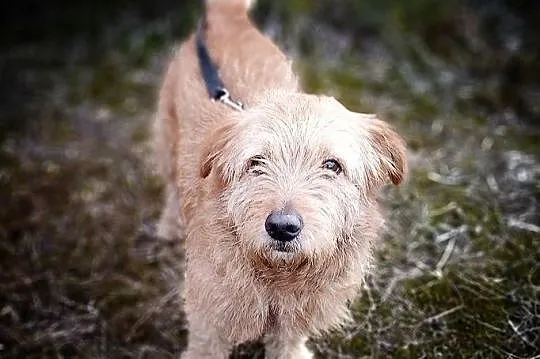 BISZU,11kg,średni,domowy,łagodny,szczepiony piesek terier mix.ADOPCJA, Łódzkie, Łódź