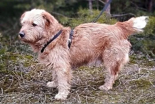 BISZU,11kg,średni,domowy,łagodny,szczepiony piesek terier mix.ADOPCJA, Łódzkie, Łódź