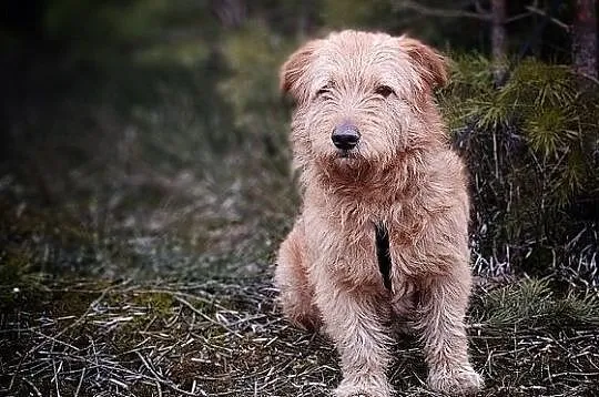 BISZU,11kg,średni,domowy,łagodny,szczepiony piesek terier mix.ADOPCJA, Łódzkie, Łódź