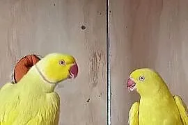 Sprzedam papugi likwidacja hodowli