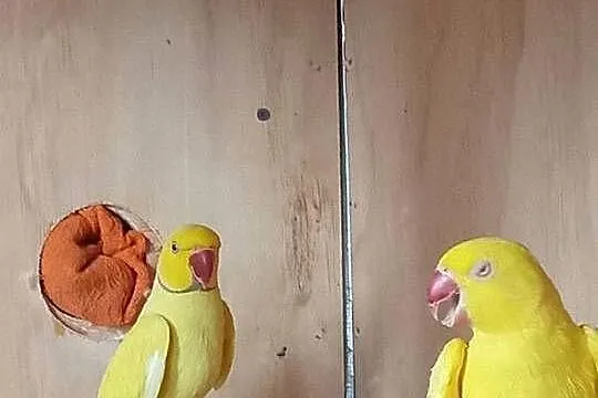 Sprzedam papugi likwidacja hodowli, Wielkopolskie, Zakrzewo