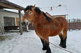 Ogier zimnokrwisty typu sokólski