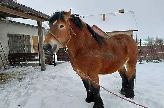 Ogier zimnokrwisty typu sokólski