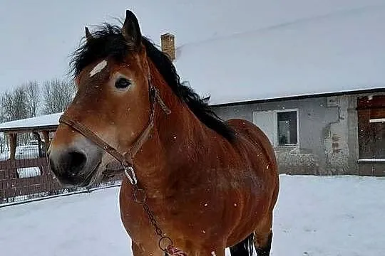 Ogier zimnokrwisty typu sokólski, Lubelskie, Bekiesza