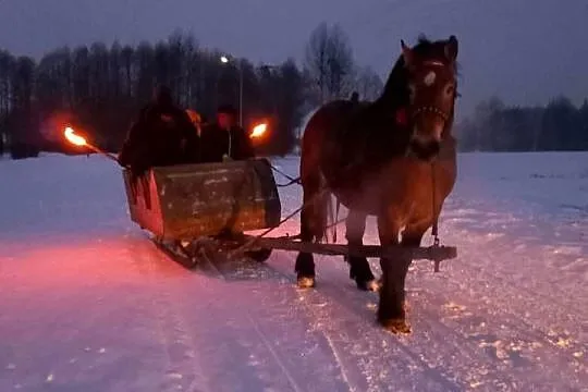 Ogier zimnokrwisty typu sokólski, Lubelskie, Bekiesza