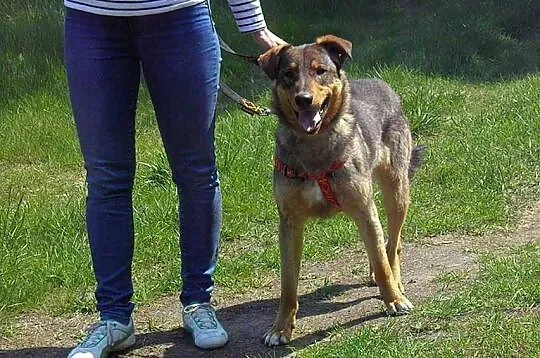 Wesoły, przyjazny i wiecznie uśmiechnięty Bajtel d