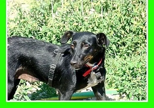 Jamnik mix,delikatna,spokojna suczka RYSKA.Adopcja