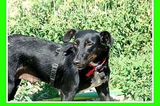 Jamnik mix,delikatna,spokojna suczka RYSKA.Adopcja