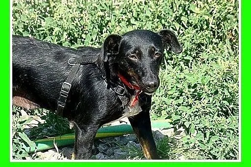 Jamnik mix,delikatna,spokojna suczka RYSKA.Adopcja