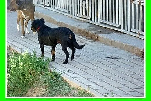 Jamnik mix,delikatna,spokojna suczka RYSKA.Adopcja