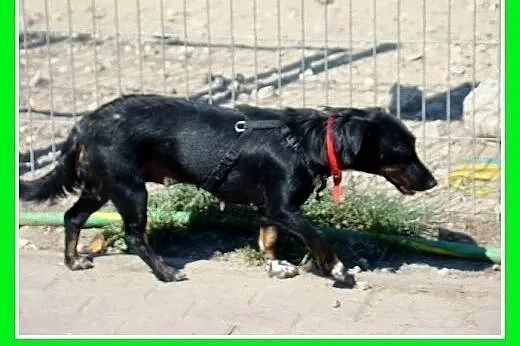 Jamnik mix,delikatna,spokojna suczka RYSKA.Adopcja