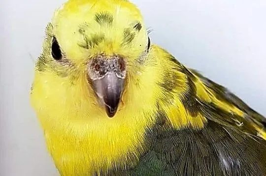 Świergotki Seledynowe świergotka seledynowa papuga, Polkowice