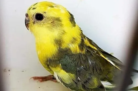 Świergotki Seledynowe świergotka seledynowa papuga, Polkowice