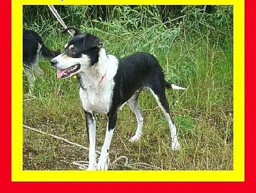 12kg,szybko się zaprzyjaźnia,przytulaśna,wesoła,su