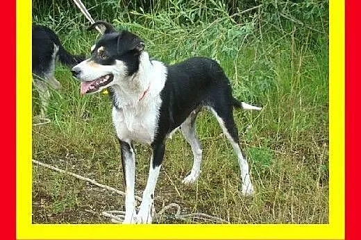 12kg,szybko się zaprzyjaźnia,przytulaśna,wesoła,su