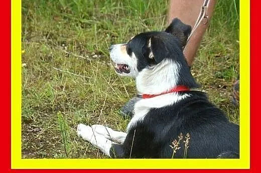 12kg,szybko się zaprzyjaźnia,przytulaśna,wesoła,su